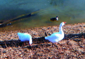Pet Spot: Two geese and duck that were regulars at Herculaneum park are gone